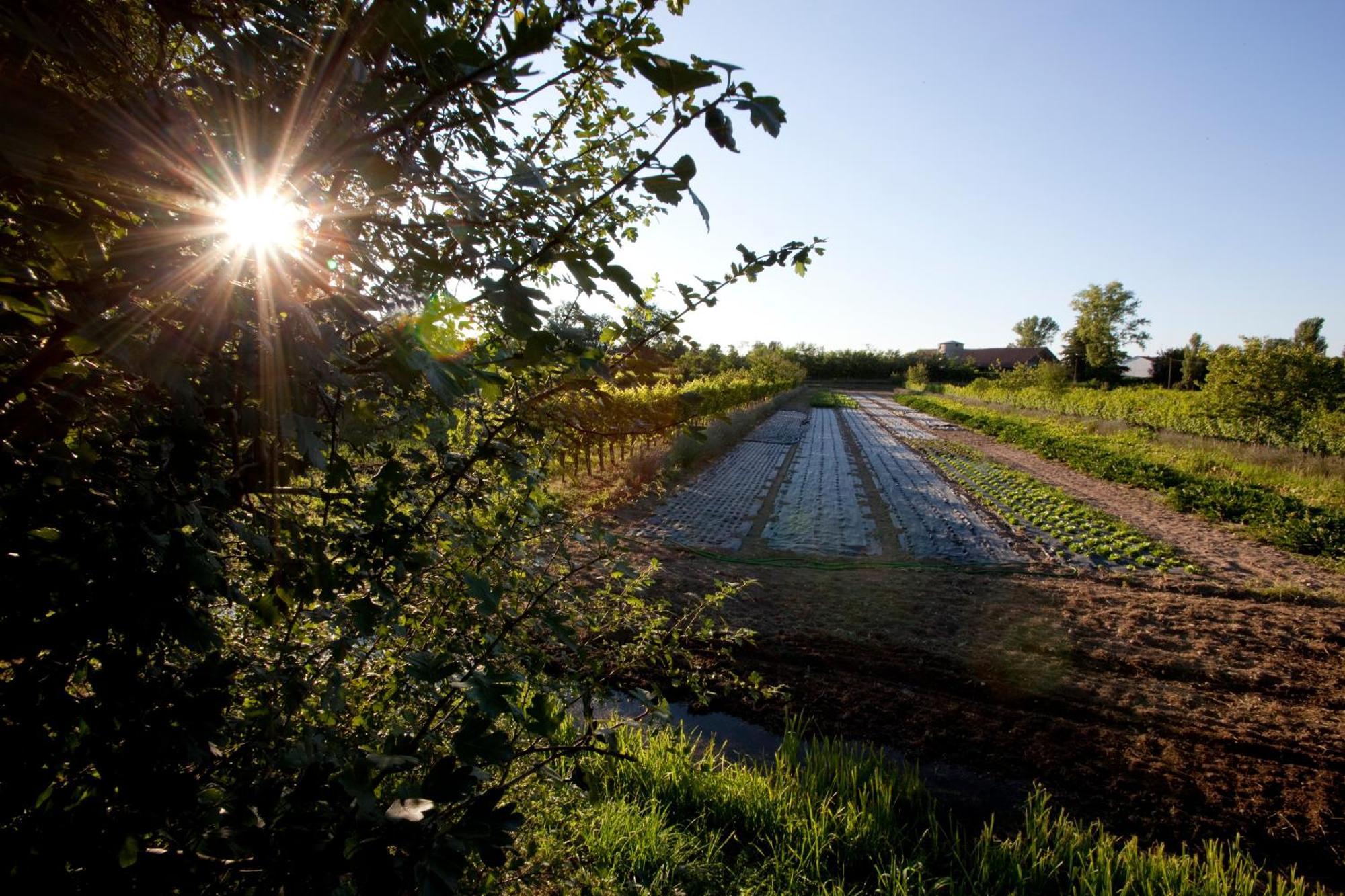 Agriturismo Cascina Caremma Besate Εξωτερικό φωτογραφία